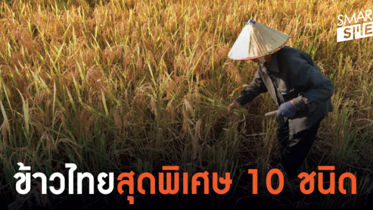 10 ข้าวไทย ที่ได้รับการขึ้นทะเบียนเป็นสินค้า GI