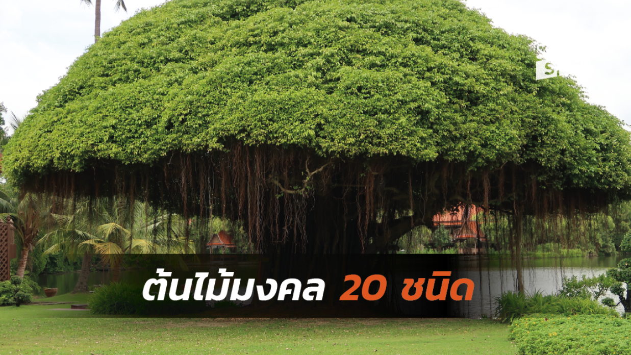 ต้นไม้มงคล 20 ชนิดที่นิยมปลูกไว้ในบริเวณบ้าน..เสริมดวงให้ชีวิตราบรื่น