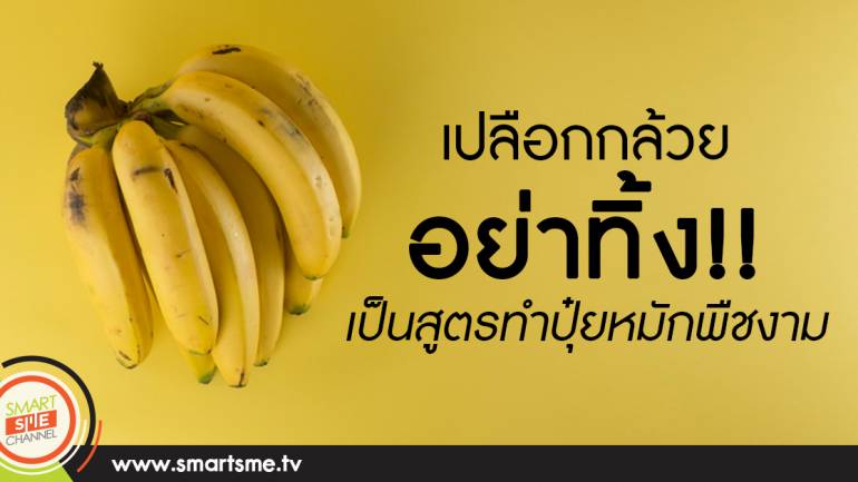 เปลือกกล้วยอย่าทิ้ง !! เป็นสูตรทำปุ๋ยหมักพืชงาม