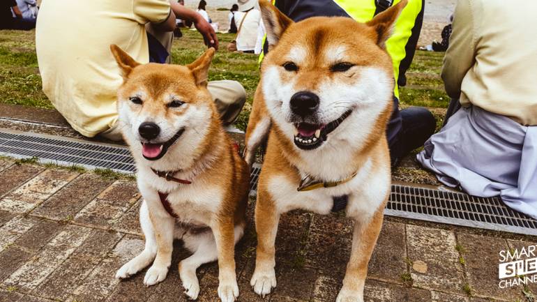 กรณีศึกษา : ญี่ปุ่นปรับชั้นวางสินค้าสำหรับสุนัข เพื่อกลยุทธ์ทางการขาย