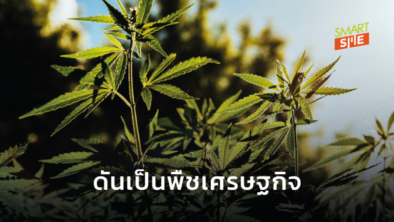 โอกาสมีมากแค่ไหน หากผลักดัน “กัญชง” เป็นพืชเศรษฐกิจ สร้างรายได้ให้กับคนไทย