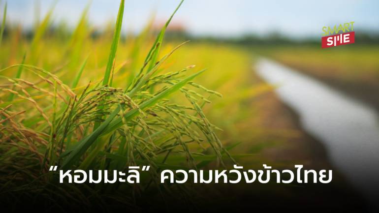 ส่งออกข้าวไทย 64 คาดประคองตัว 5.8-6.0 ล้านตัน “หอมมะลิ” ชูโรง