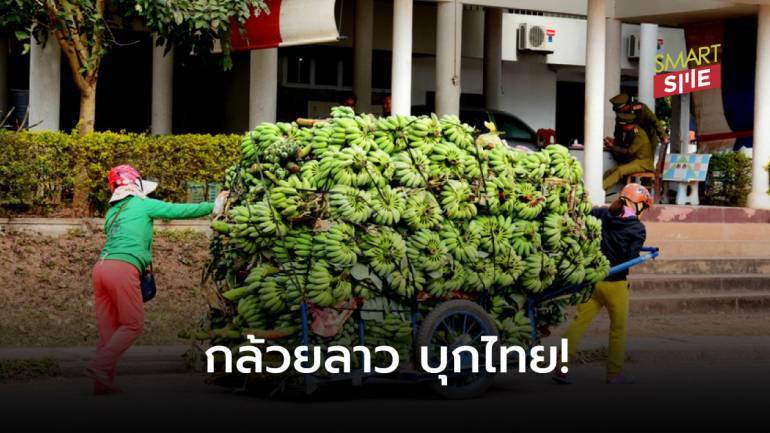 “ลาว” ส่งออกกล้วย 7,000 ล้านบาท ตลาดหลัก “จีน-ไทย” 