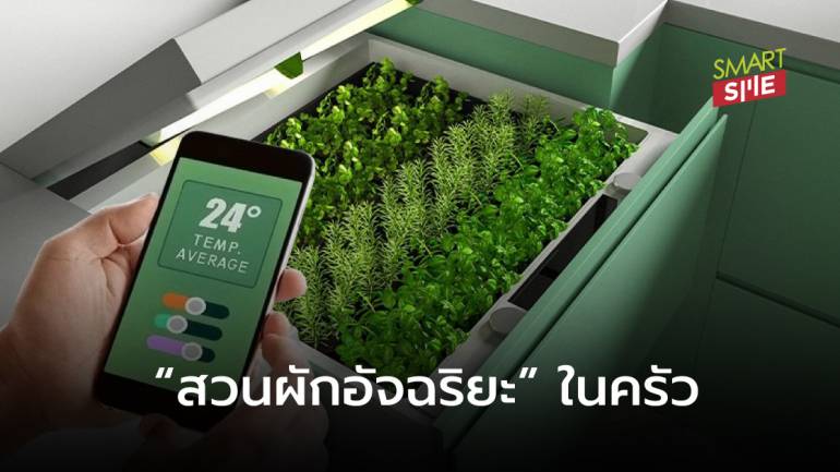 เด็ดปุ๊บ! โยนลงหม้อปั๊บ เทคโนโลยี “สวนผัก-สมุนไพรในครัว”  