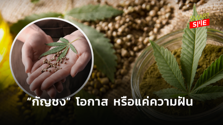 “กัญชง” จาก “ยาเสพติด” สู่ “พืชอาหาร” “โอกาส” หรือ “แค่ความฝัน” ผู้ประกอบการไทย