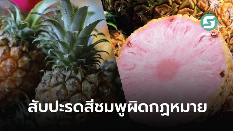 เตือนขายสับปะรดสีชมพูในไทยผิดกฎหมาย เพราะเป็นพืชตัดต่อพันธุกรรม ไม่อนุญาตให้นำเข้า 