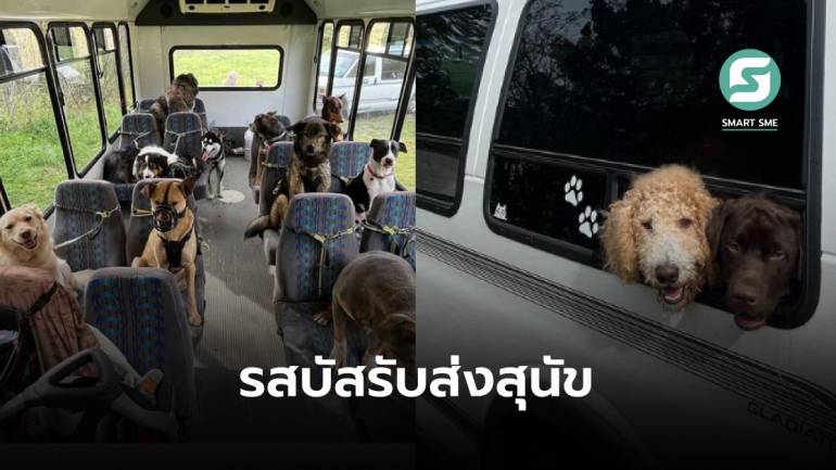 คนมีสัตว์เลี้ยงชอบเลย! สหรัฐฯ มีรถบัสรับส่งพาสุนัขไปโรงเรียนเพื่อพบปะ-ฝึกทักษะอยู่ในสังคม