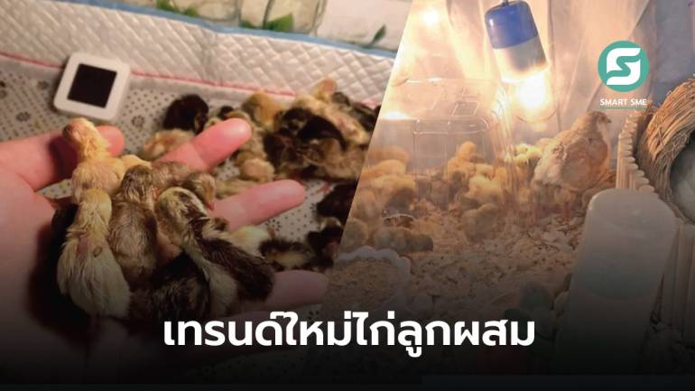 รู้จัก “รูติน ชิคเก้น” ไก่ลูกผสมระหว่างนก ขนาดเล็กสุดในโลก เทรนด์ใหม่ที่คนจีนนิยมเลี้ยง