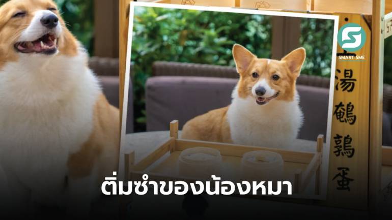 โรงแรมฮ่องกงเปิดบริการรถเข็นติ่มซำเวอร์ชันน้องหมา ให้ลิ้มลองรสชาติความอร่อย