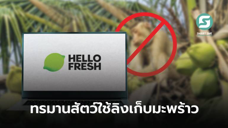 HelloFresh หยุดขายกะทิที่มาจากไทยจากข้อกล่าวหาใช้แรงงานลิงเก็บมะพร้าว