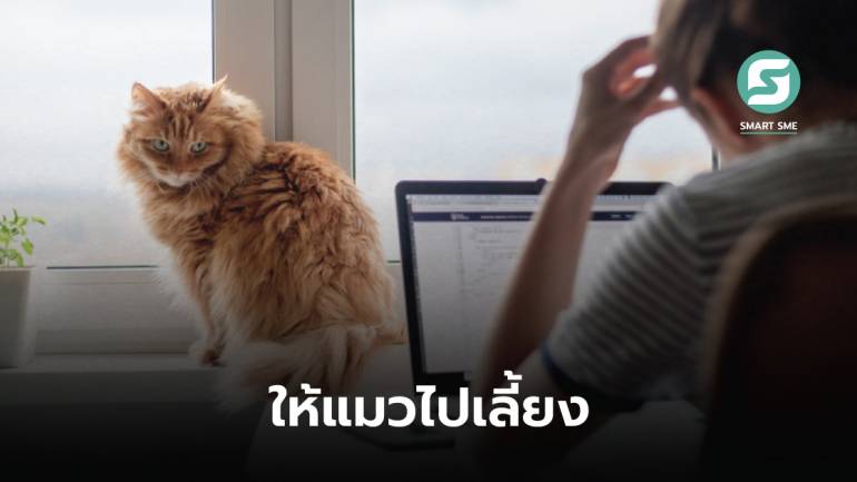 บริษัทญี่ปุ่นให้แมวกับพนักงานไปเลี้ยง แต่มีข้อแม้หากลาออกต้องเอามาคืน จูงใจไม่ให้ลาออก