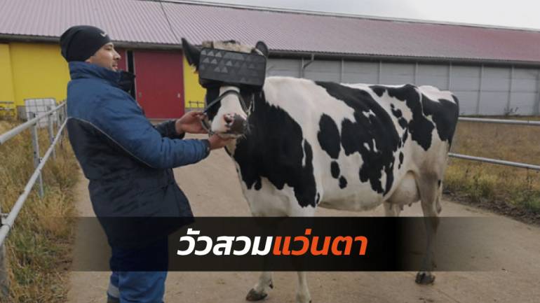 สุดล้ำ! เกษตรกรฟาร์มโคนมในรัสเซียใช้แว่น VR สวมให้วัวเพื่อเพิ่มผลผลิตน้ำนม