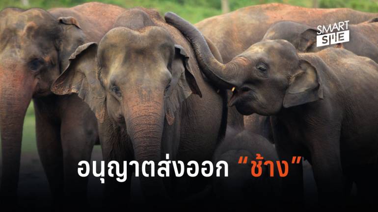 ก.พาณิชย์ ปลดล็อกส่งออก “ช้าง” หลังห้ามมา 10 ปี 