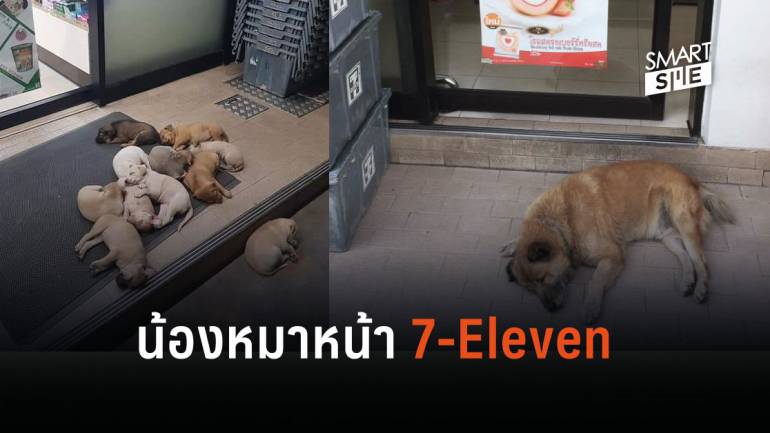 สื่อนอกเผยภาพความน่ารักของสุนัขไทย คลายร้อนอยู่หน้า 7-Eleven