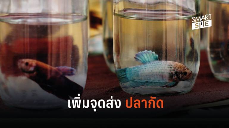 ไปรษณีย์ไทย ขยายจุดบริการขนส่งปลากัดเพิ่มกว่า 60 แห่ง ถึงมือผู้รับ 1–3 วัน 