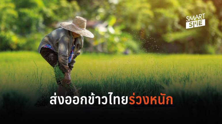 ทรุดหนัก! ส่งออกข้าวไทยครึ่งปีแรก 2562 ติดลบ 20% เหตุภัยแล้ง-ค่าเงินบาทแข็ง