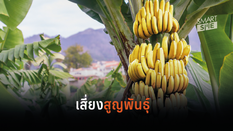 โลกร้อนทำพิษ! “กล้วย” เสี่ยงสูญพันธุ์จากสภาวะอากาศเปลี่ยนแปลง ภายในปี 2050