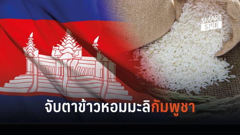 ก.พาณิชย์ แนะผู้ส่งออกไทย จับตากัมพูชา ผลิต-ส่งออกข้าวหอมมะลิออร์แกนิกเพิ่มขึ้น