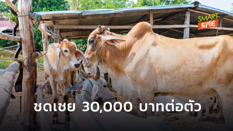 เกษตรกรเฮ! ธ.ก.ส.เปิดโครงการ “ประกันภัยโคเนื้อ” วัวตายได้เงิน