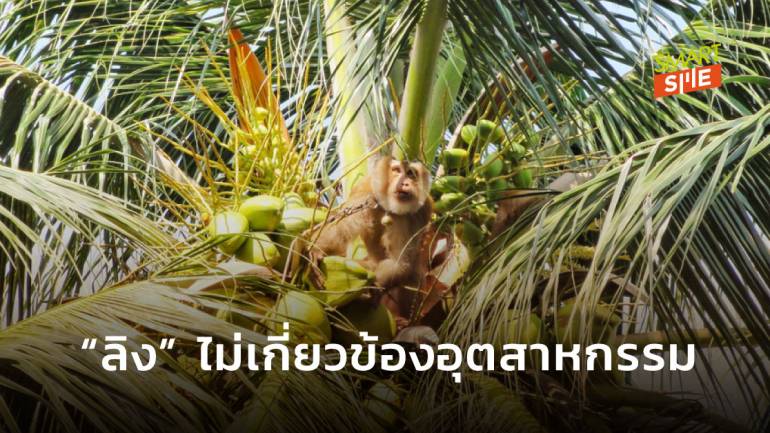 ไทยลุยชี้แจง! “ลิงเก็บมะพร้าว” ไม่เกี่ยวข้องระบบอุตสาหกรรม ลบครหา “ทรมานสัตว์”