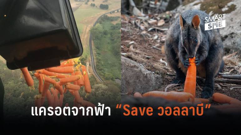 ออสเตรเลียส่งอาหารจากฟ้า “Save วอลลาบี” รอดวิกฤติไฟป่า