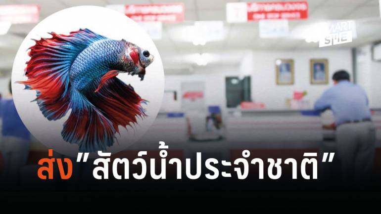 อินเทรนด์! เผย 7 ขั้นตอนส่งปลากัดผ่านไปรษณีย์ไทยอย่างไรให้ปลอดภัย ไร้กังวล