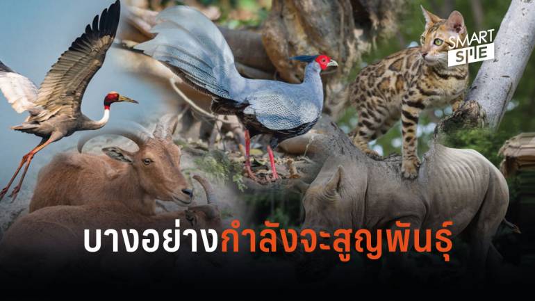 ถึงเวลาที่คนไทย จะตื่นตัว และหันมาใส่ใจการอนุรักษ์สัตว์ป่ามากขึ้นแล้วหรือยัง?