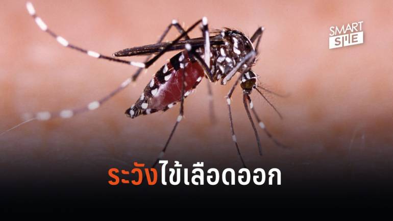 เฝ้าระวัง! คนไทยป่วยเป็นโรคไข้เลือดออกสูงกว่าปีก่อน 5,000 คน ตายแล้ว 7 คน
