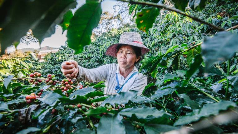 กรมเจรจาฯ ลงพื้นที่จังหวัดน่าน หนุนเกษตรกรและผู้ประกอบการกาแฟใช้ประโยชน์จากเอฟทีเอ พัฒนากาแฟไทยเจาะตลาดโลก
